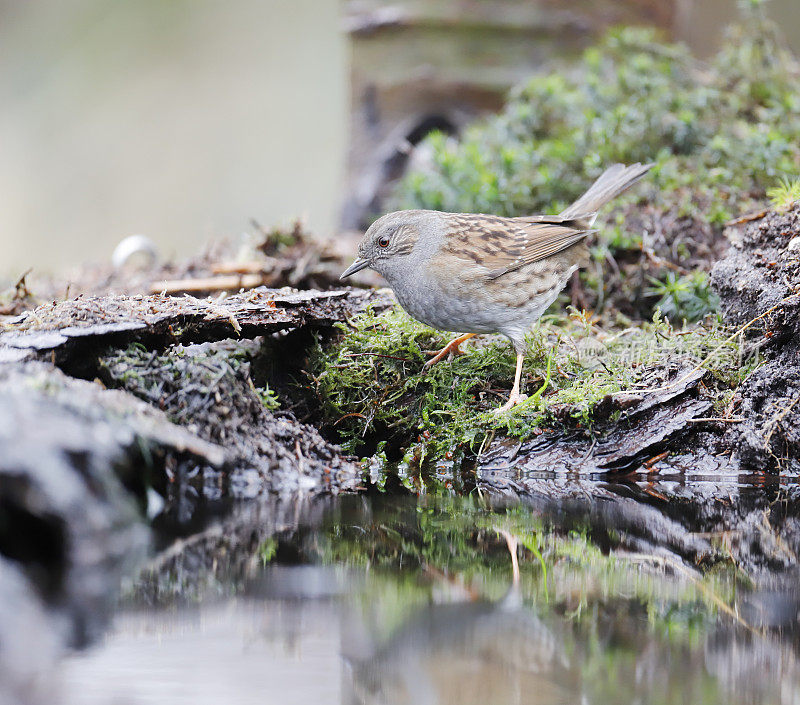 Dunnock (Pruella modularis)沐浴